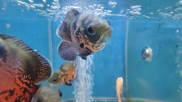 Marble cichlid in the fish tank
