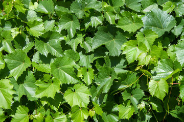 Green lush foliage of grapes.