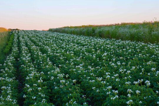 A vast field of blooming potatoes, where white inflorescences cover green rows, creating a picturesque carpet. Morning or evening light gives the landscape delicate hues, emphasizing the beauty of agr