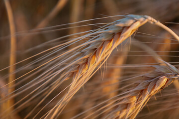 Close-up of golden wheat ears bathed in the warm rays of the summer sun. Each bristle gently...