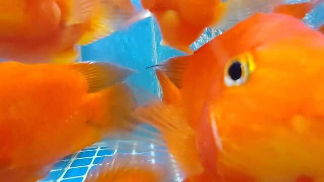 A groud of gold fish 