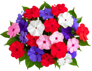 Flat Lay Bouquet of Colorful Impatiens Flowers with Green Leaves, isolated on a transparent background.