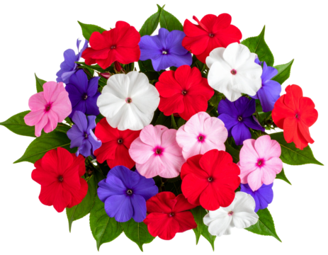 Flat Lay Bouquet of Colorful Impatiens Flowers with Green Leaves, isolated on a transparent background.