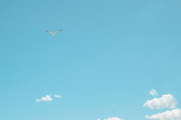Seagull soaring gracefully against a bright blue sky with scattered clouds on a sunny day