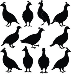 Black Grouse Silhouette Vector Art: Wildlife Bird Illustration, Ornithology Graphic Design