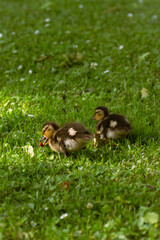 Baby ducks with their mother in a park