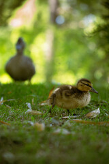 Baby ducks with their mother in a park