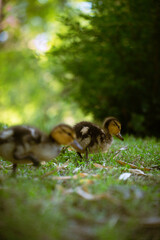 Baby ducks with their mother in a park