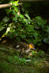 Baby ducks with their mother in a park