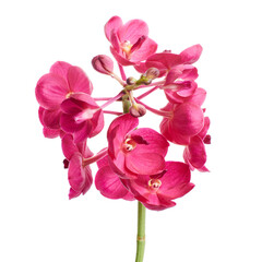 Vanda Orchids, Pink Orchids isolated on white background, with clipping path   