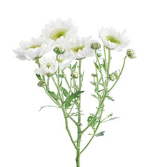 Florist's daisy, White Garden mum, isolated on white background, with clipping path 
