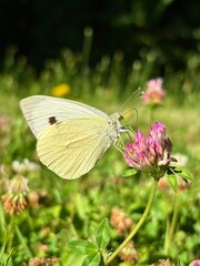 papillon butinant une fleur de trèfle