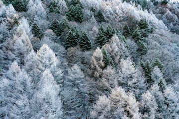 雪化粧の森(20231113)
