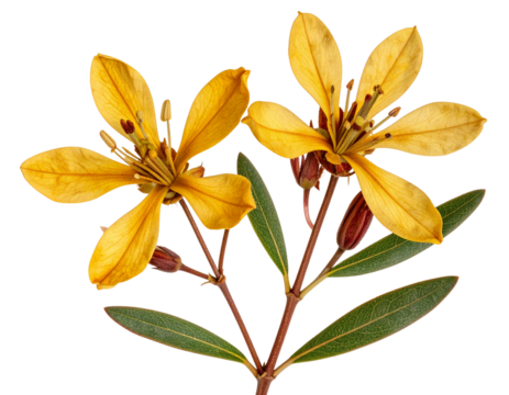 Pressed Kangaroo Paw Flower Specimen in Vintage Style, isolated on a transparent background.
