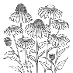 Illustration vector of a coneflower line drawing coloring page