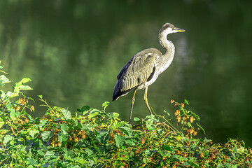 In the middle of the idyll, a grey heron is enthroned on an arched branch, surrounded by green foliage and the gentle reflection in the water. A silent observer who embodies the tranquility of the mom