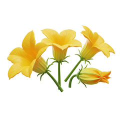Four vibrant yellow zucchini flowers, two fully open and two in bud, with green stems, isolated on a white background.