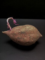 Sprouting sweet potato with purple shoots 