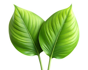 Two vibrant green leaves isolated on transparent background