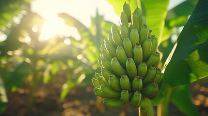 Fototapeta premium Close-up of unripe bananas on a bunch, tropical sunlight