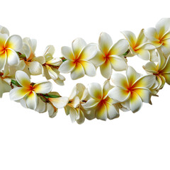 Fototapeta premium Beautiful Hawaiian lei made of fragrant plumeria on transparent background