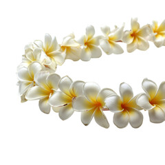 Beautiful Hawaiian lei made of fragrant plumeria on transparent background