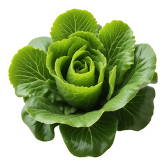 Obraz premium Fresh Romaine Lettuce Head Isolated on Transparent Background