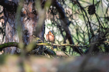 A chaffinch (Fringilla coelebs) perched on a tree branch. Bird, animal idea concept. Ornithology. Alone chaffinch.	
