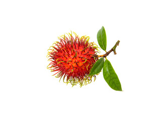 Vibrant red rambutan fruit still on the branch with green leaves, isolated against a clean white background, showcasing tropical freshness and exotic appeal for healthy eating and culinary creativity