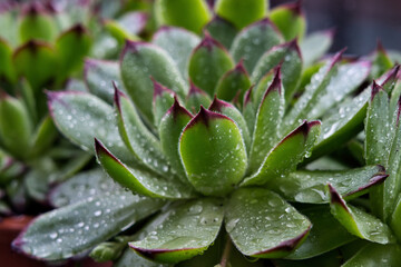Background, image of a succulent with water droplets in macro view. A perfect image for desktop or...