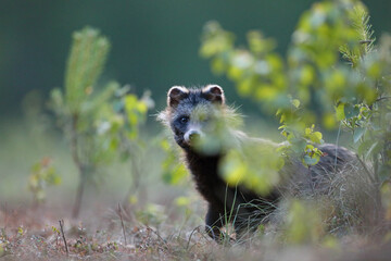 Jenot (Nyctereutes) raccoon dog