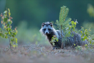 Jenot (Nyctereutes) raccoon dog
