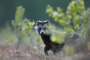 Jenot (Nyctereutes) raccoon dog