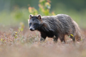 Jenot (Nyctereutes) raccoon dog