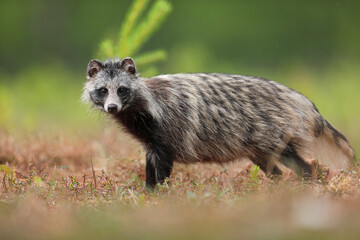 Jenot (Nyctereutes) raccoon dog