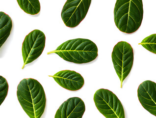Vibrant green tropical almond leaves arranged on a clean white background, showcasing nature's beauty and creating a refreshing, minimalist, and serene visual experience.