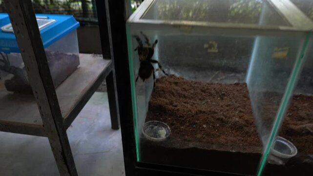 Spider Tarantula in Asia, Thailand