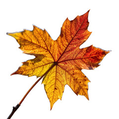 Fototapeta premium Vibrant Autumn Leaf with Rich Orange and Red Hues Highlighting Natural Beauty of Seasonal Change