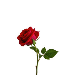 Naklejka premium Single Red Rose with Green Leaves Isolated on a White Background for Floral Design and Decoration Purposes