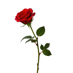 Red Rose Blooms in Natural Environment with Green Leaves and Stem on White Background for Floral Designs