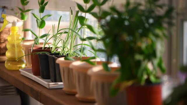 Vibrant houseplants thrive on a sunlit windowsill, showcasing a variety of greenery in pots. A yellow spray bottle complements the serene indoor gardening scene, emphasizing natural beauty