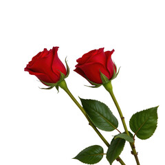 Obraz premium Two Elegant Red Roses with Lush Green Foliage Isolated on a White Background for Romantic Occasions