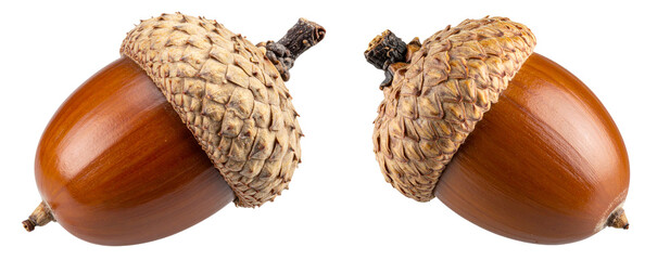 Close-up of Single Acorn Nut with Textured Cap, isolated on a transparent background
