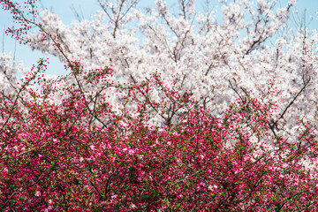 spring flowers in the park