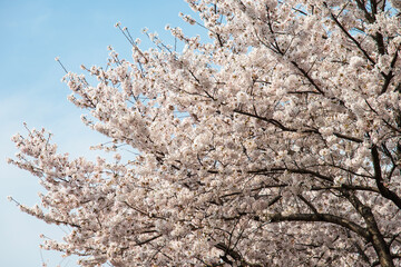 low-angle view of the cherry blossoms