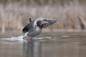 Gęgawa, gęś gęgawa, (Anser anser) greylag goose