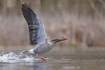 Gęgawa, gęś gęgawa, (Anser anser) greylag goose
