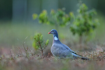 Grzywacz, gołąb grzywacz (Columba palumbus)