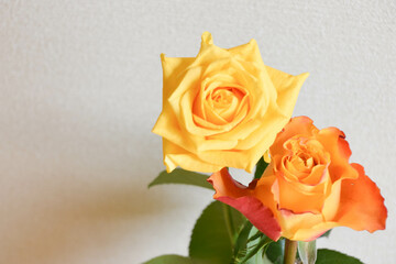黄色とオレンジのばら