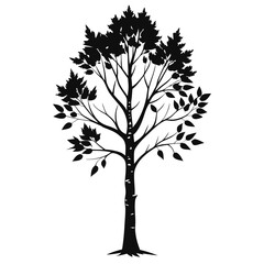 Birch Tree black Silhouette on white background 